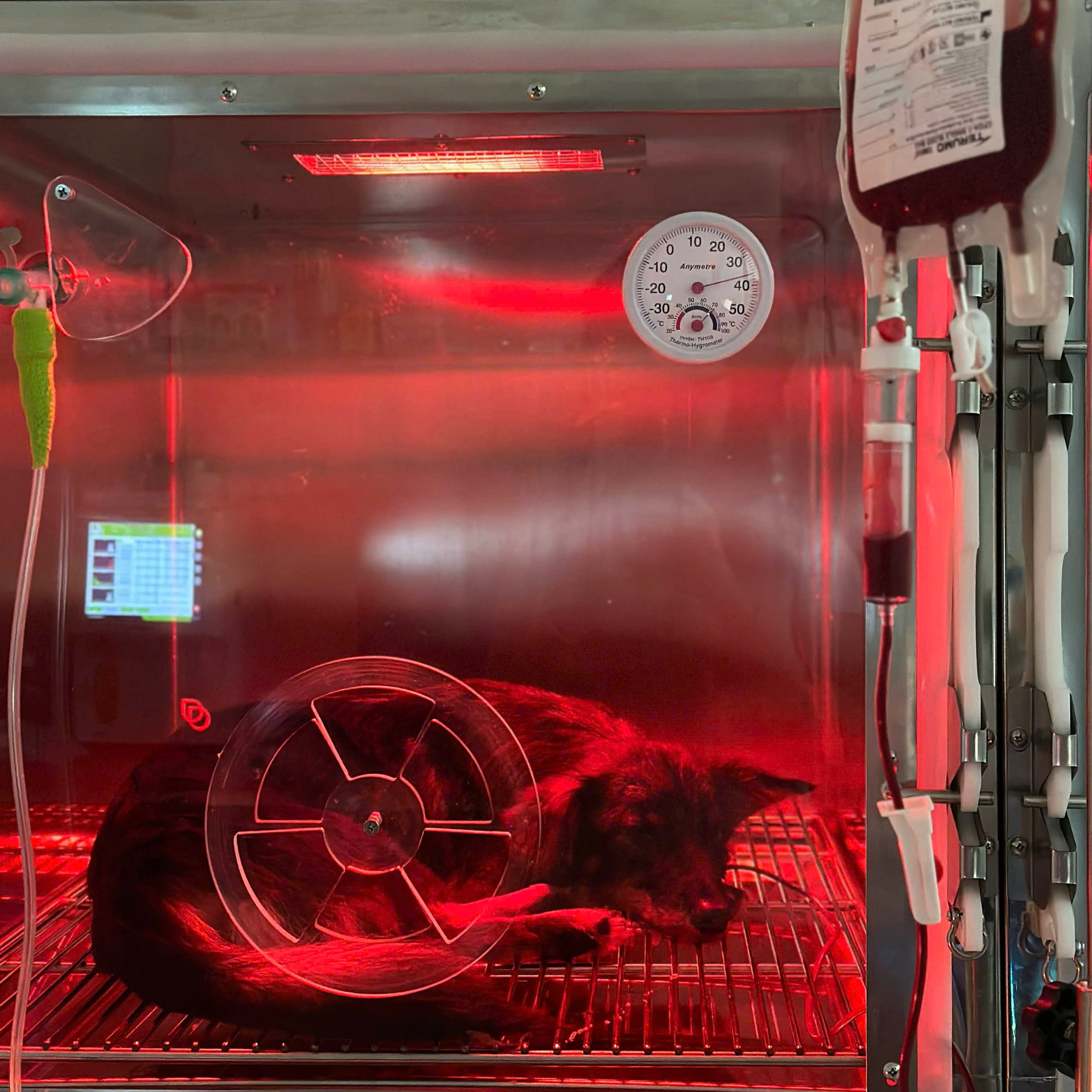 Cấp Cứu Thú Cưng 24/7