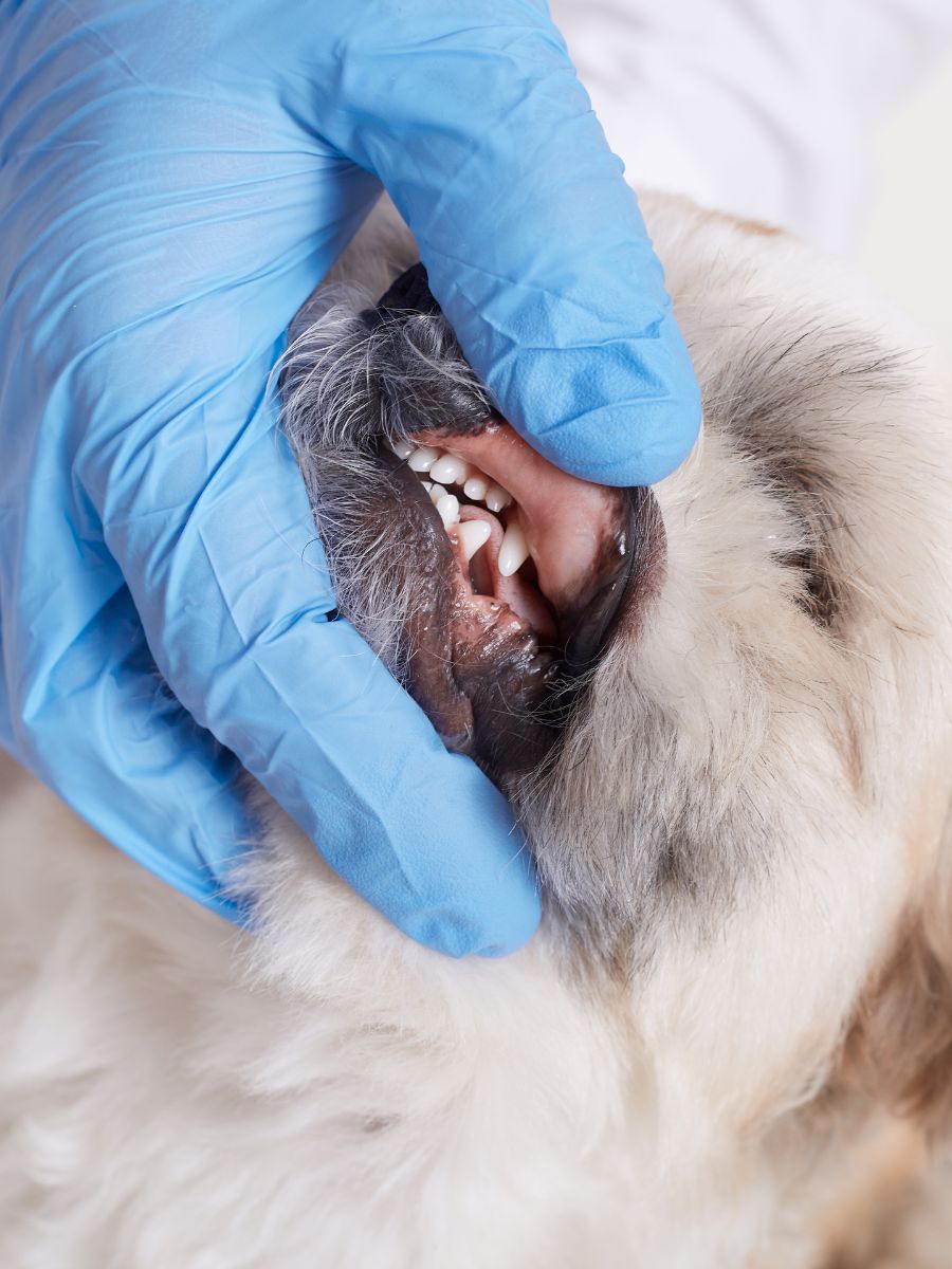 Dịch Vụ Cạo Vôi Răng Tại ELISA PET