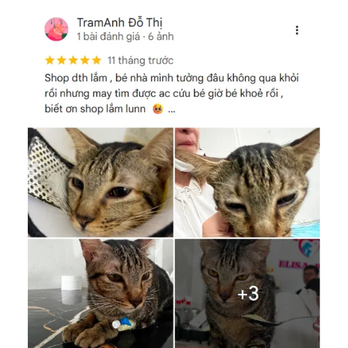 Review TramAnh Đỗ Thị tại thú y ELISA PET