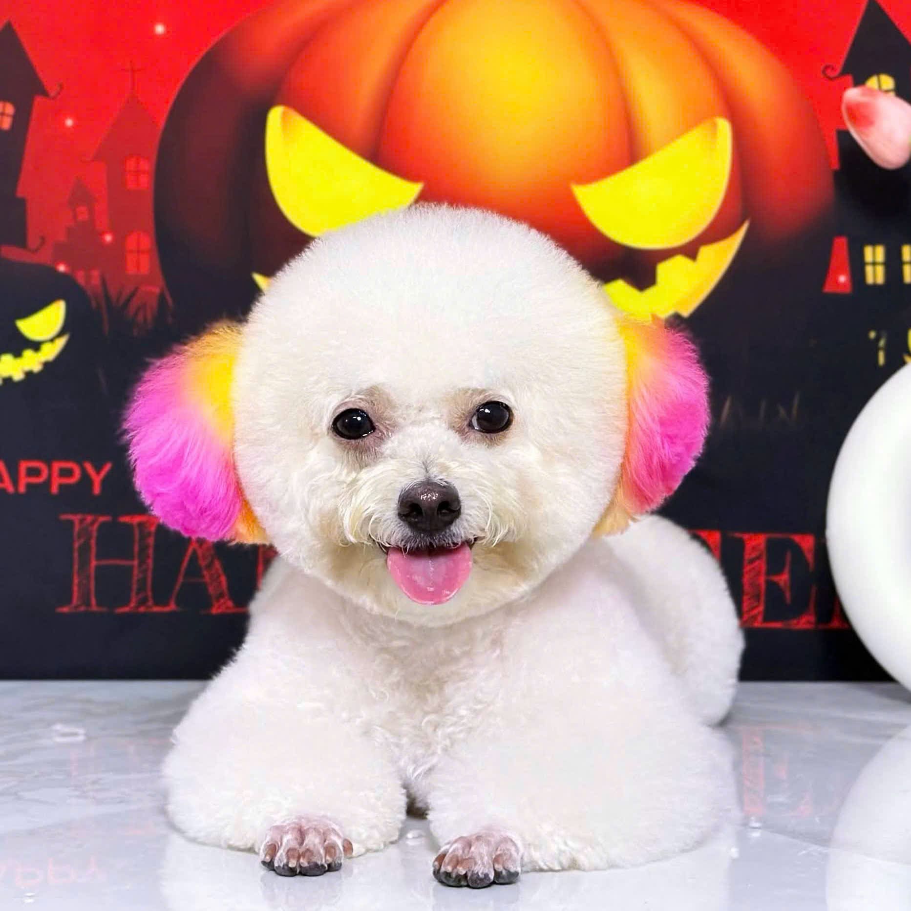 Spa Grooming Cắt Tỉa