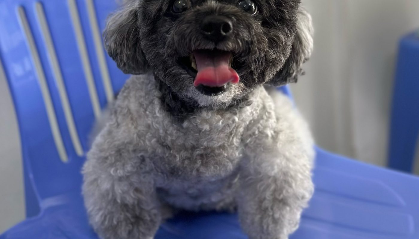 Ca đặt 𝐒𝐭𝐞𝐧𝐭 𝐊𝐡𝐢́ 𝐐𝐮𝐚̉𝐧 cho chó đầu tiên ở Mỹ Tho