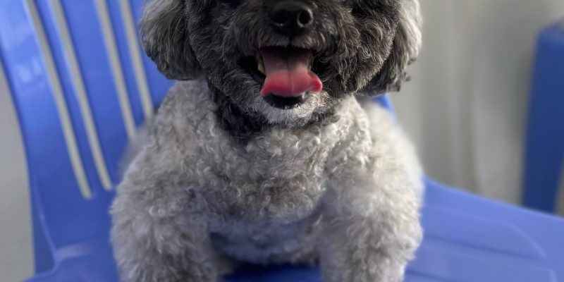 Ca đặt 𝐒𝐭𝐞𝐧𝐭 𝐊𝐡𝐢́ 𝐐𝐮𝐚̉𝐧 cho chó đầu tiên ở Mỹ Tho