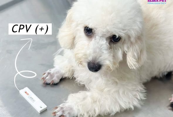 Hành Trình Hồi Phục Của Bé Bông: Chiến Thắng Parvovirus Ở Chó