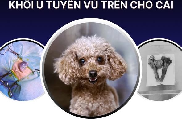 Phẫu thuật u tuyến vú cho chó cái 1