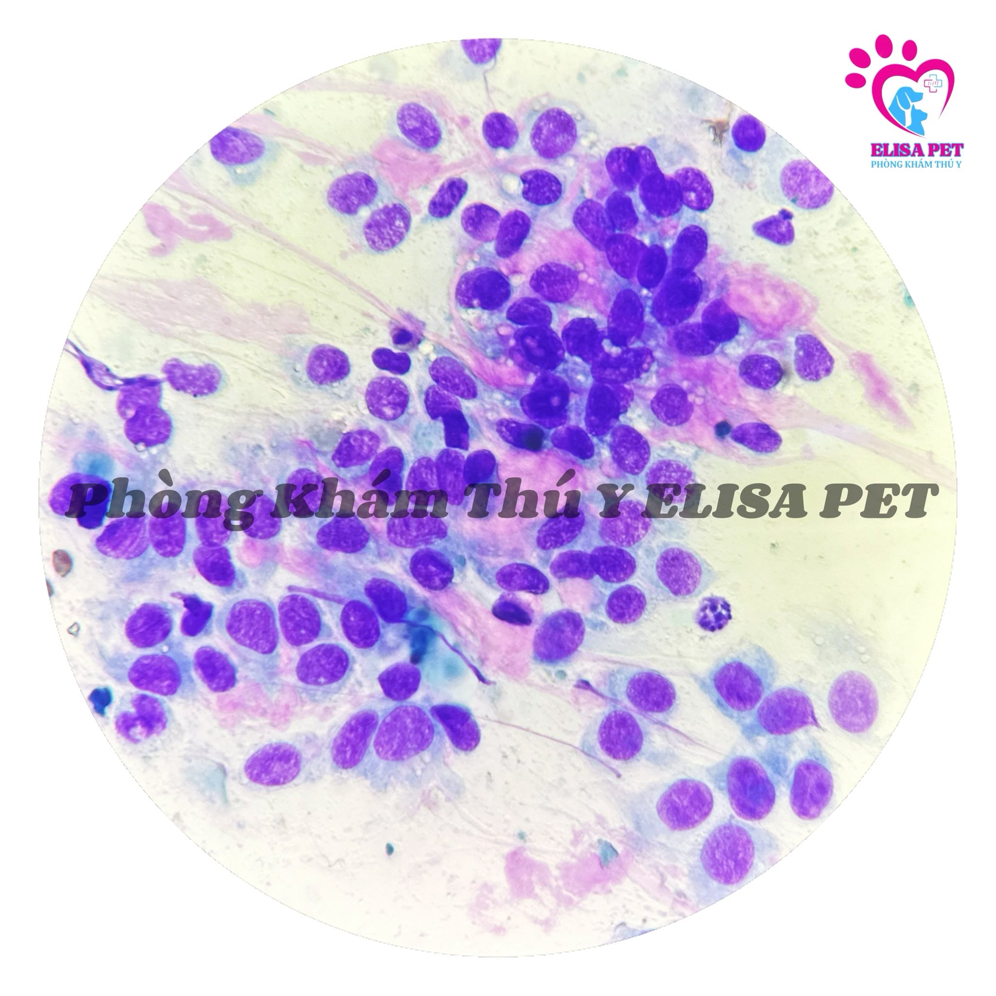 Phẫu thuật u tuyến vú cho chó cái 2