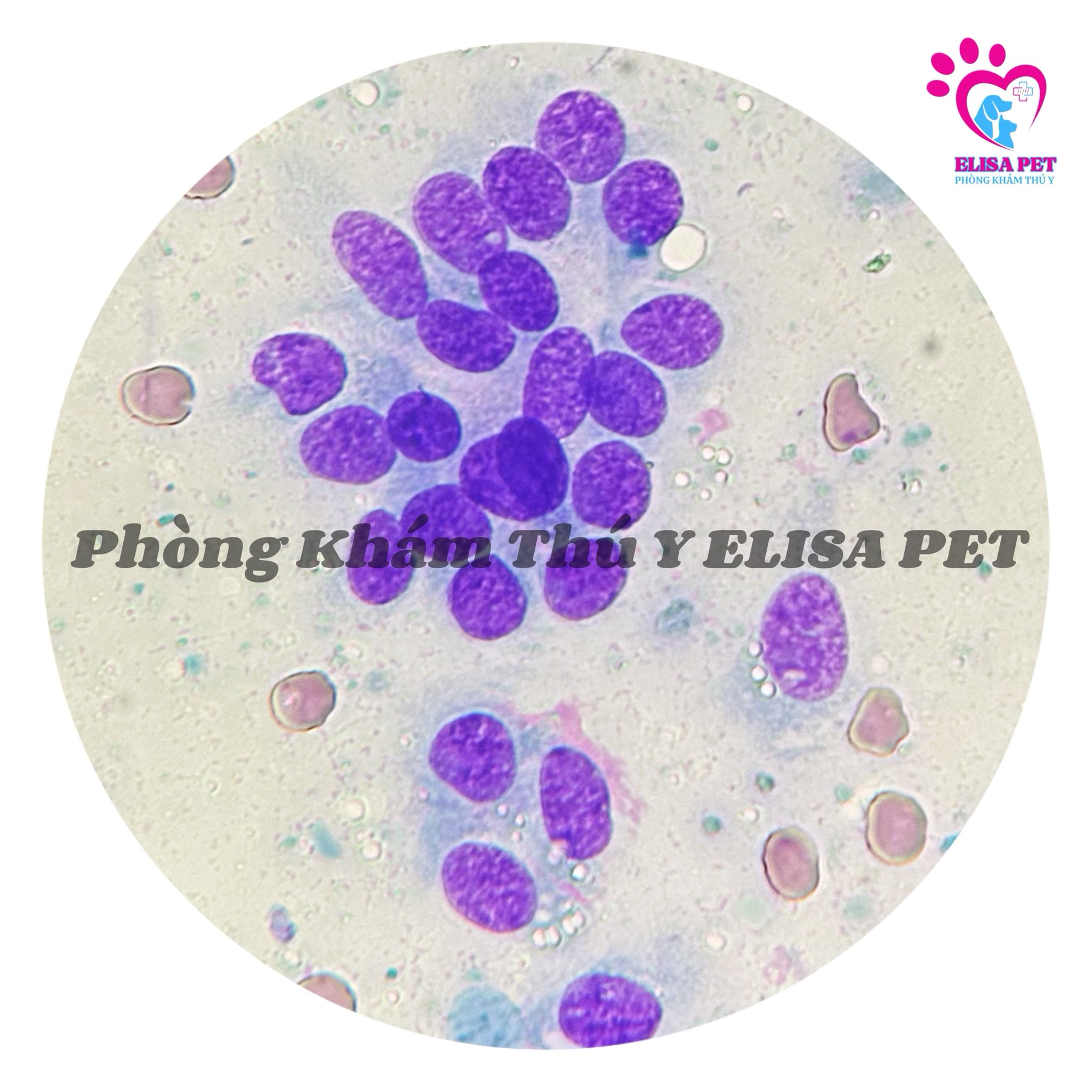 Phẫu thuật u tuyến vú cho chó cái 4