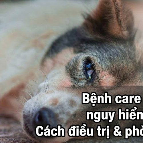 Bệnh Care Ở Chó