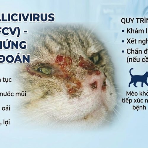 Bệnh Calicivirus Ở Mèo