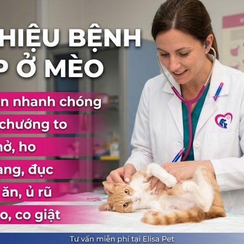 Bệnh FIP ở mèo