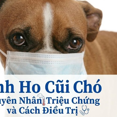 Bệnh ho cũi chó