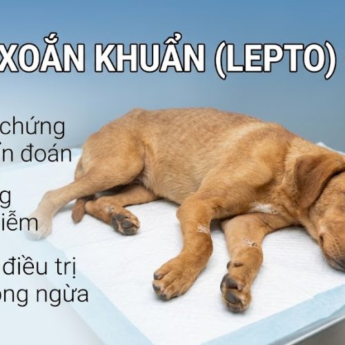 Bệnh Lepto ở chó