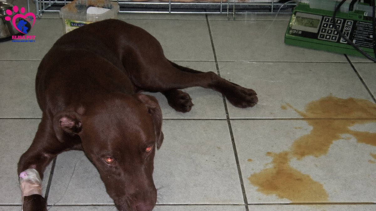 Parvo là tên viết tắt của loại bệnh Parvovirus