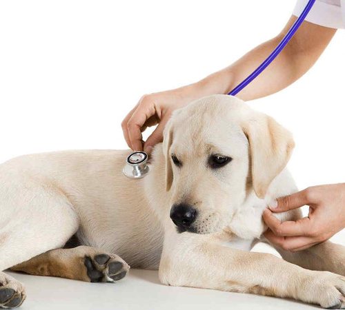Bệnh Parvo là gì?