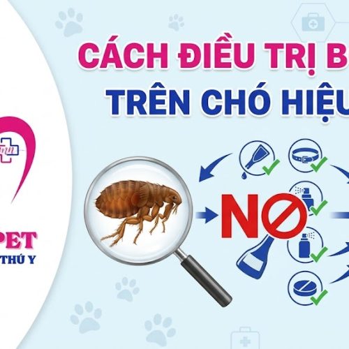Cách điều trị bọ chét trên chó hiệu quả