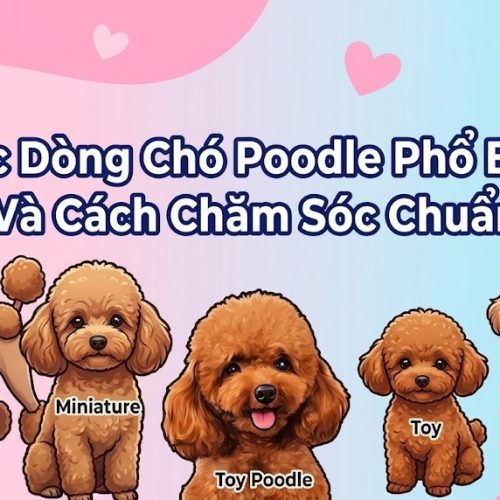 Các dòng chó poodle