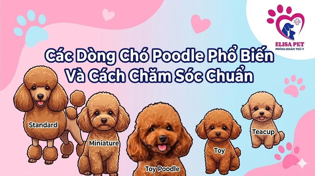Các dòng chó poodle
