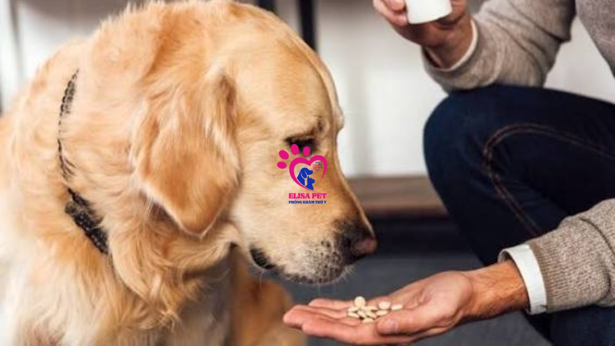 Cách điều trị chó bị nhiễm giun sáng