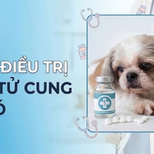 Cách điều trị viêm tử cung ở chó