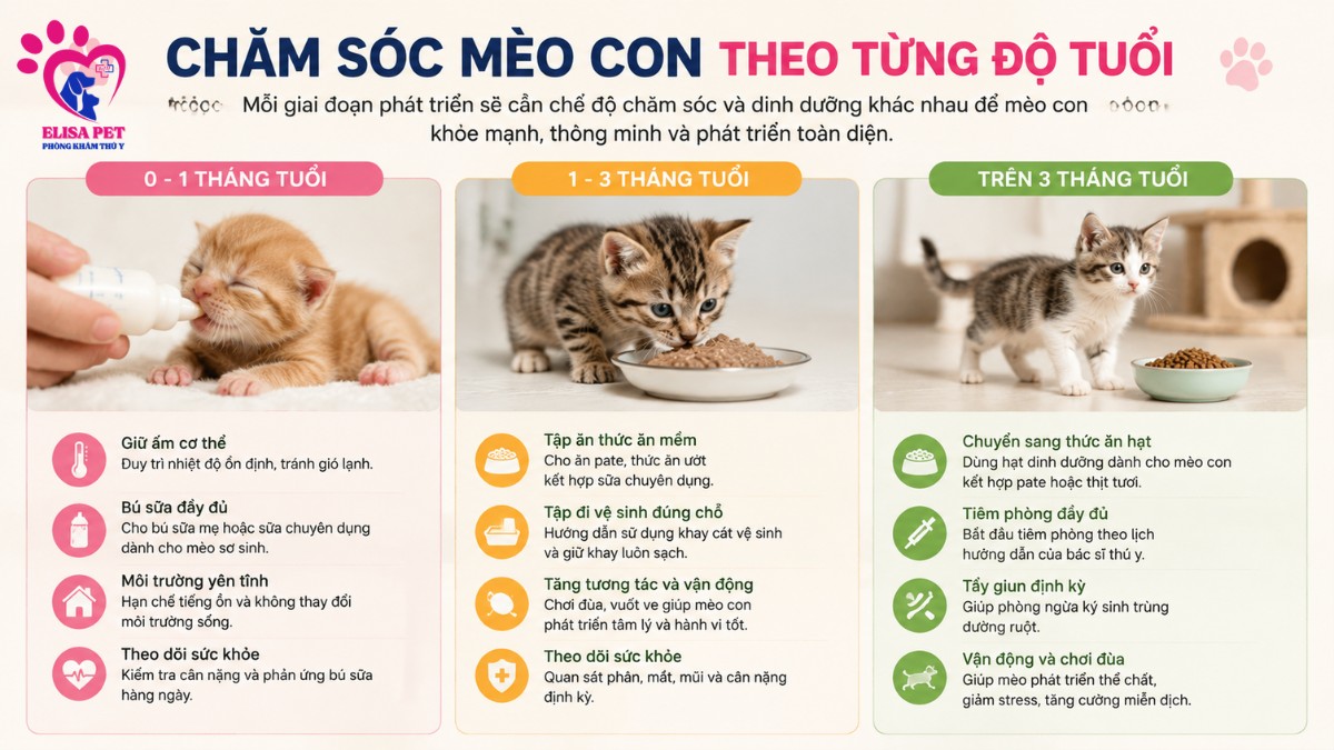 Cách chăm sóc mèo con theo từng độ tuổi: sơ sinh, 1–3 tháng và trên 3 tháng để đảm bảo phát triển toàn diện