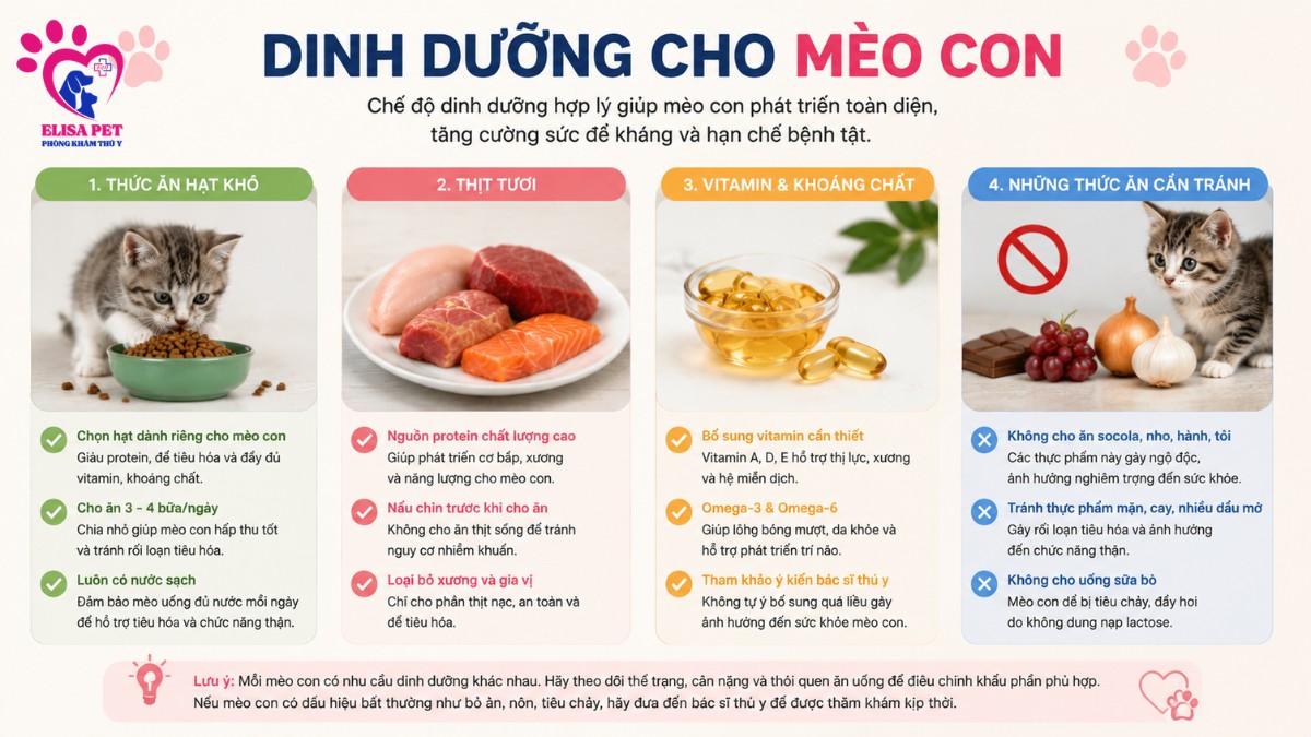Chế độ dinh dưỡng cho mèo con gồm hạt khô, thịt tươi và vitamin giúp phát triển toàn diện và tăng sức đề kháng