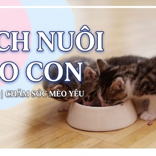 Cách Nuôi Mèo Con Từ A Đến Z Theo Từng Độ Tuổi