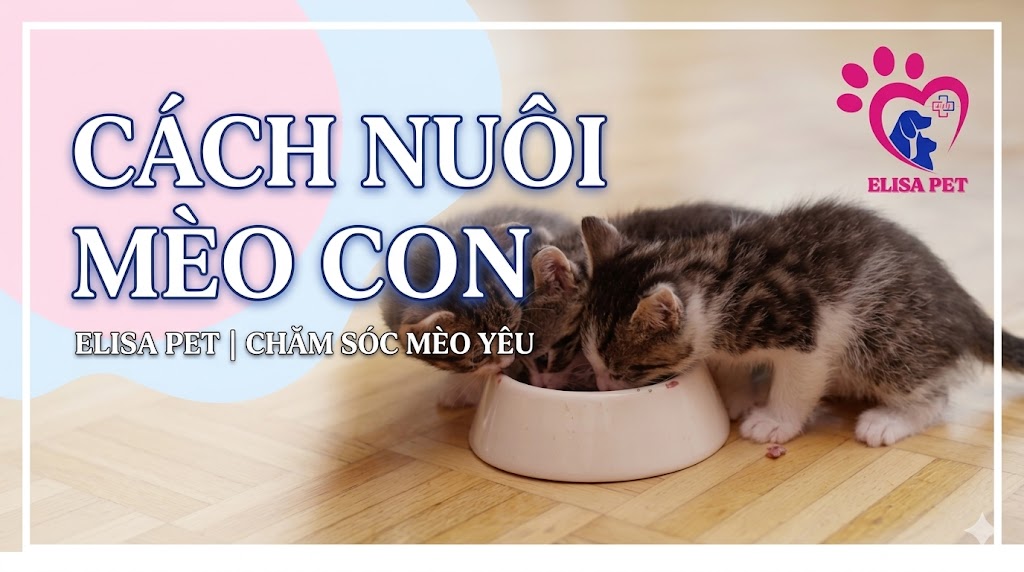 Cách Nuôi Mèo Con Từ A Đến Z Theo Từng Độ Tuổi