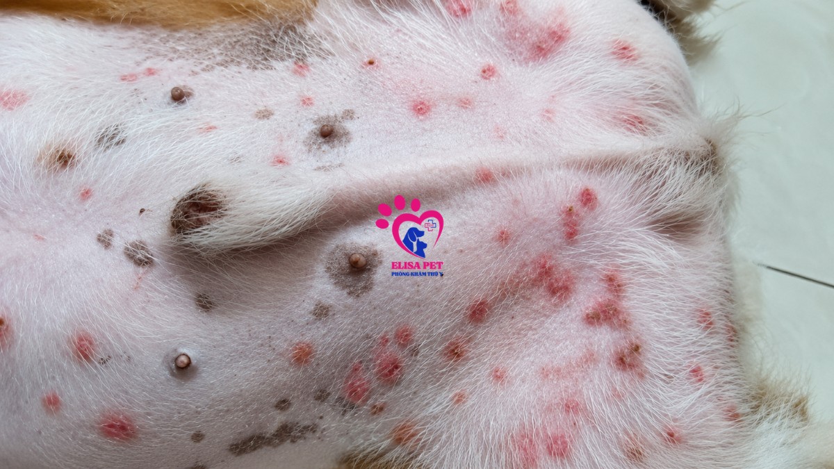 Cách phòng ngừa bệnh care