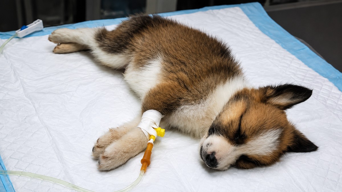 3 đường lây nhiễm phổ biến của virus parvo