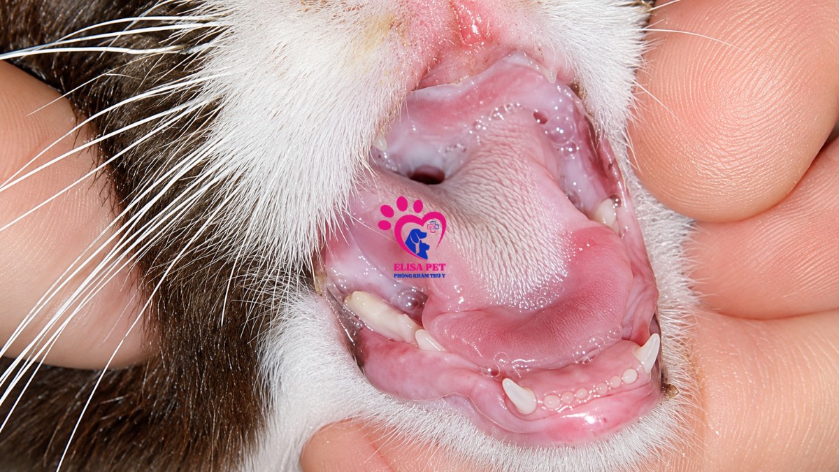Bệnh Calicivirus ở mèo (thường gọi là FCV)