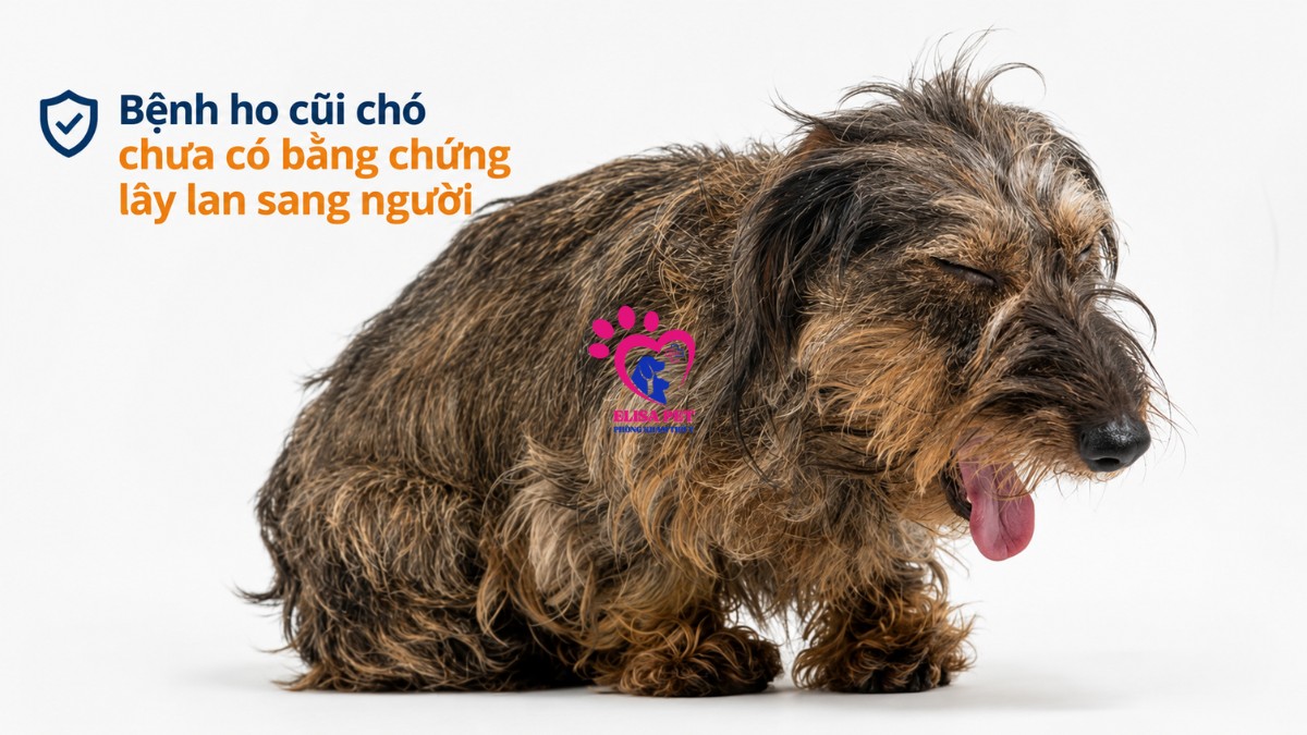 Bệnh ho cũi chó chưa có bằng chứng lây lan sang người