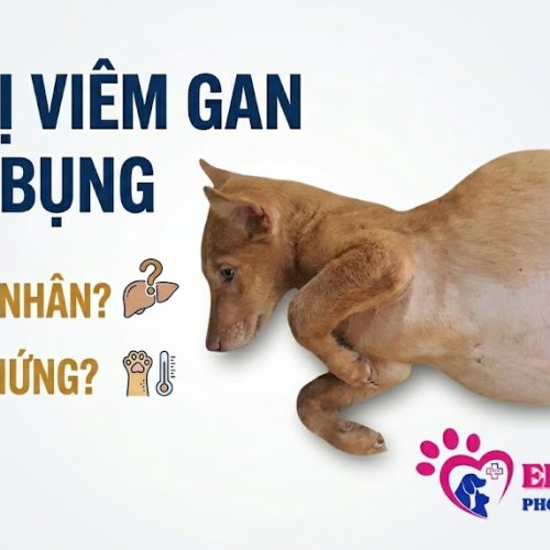 Chó bị viêm gang báng bụng