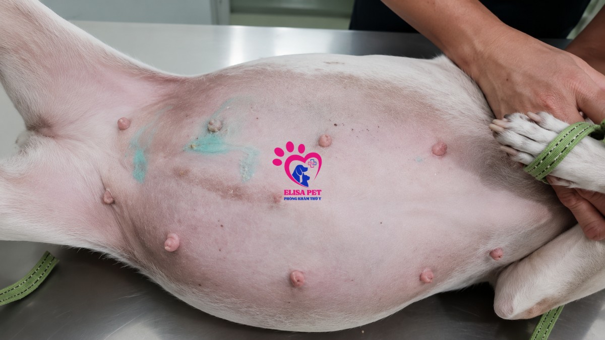 Chó bị viêm tử cung có nguy hiểm không?