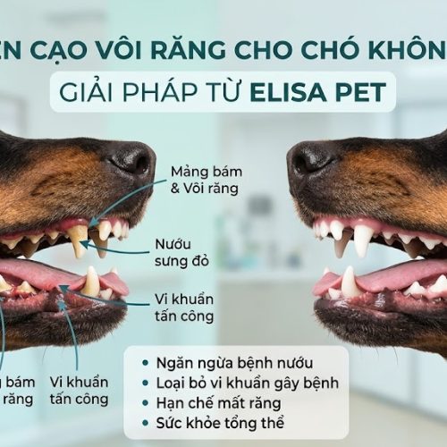Có Nên Cạo Vôi Răng Cho Chó Không?