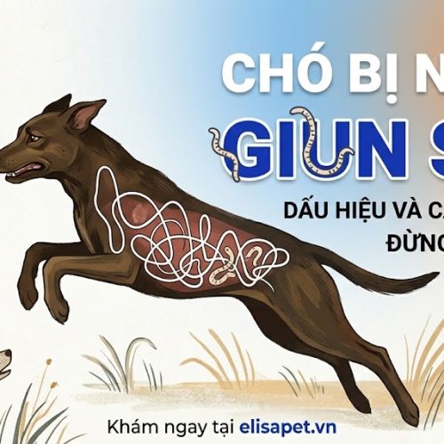 Dấu hiệu chó bị nhiễm giun sán