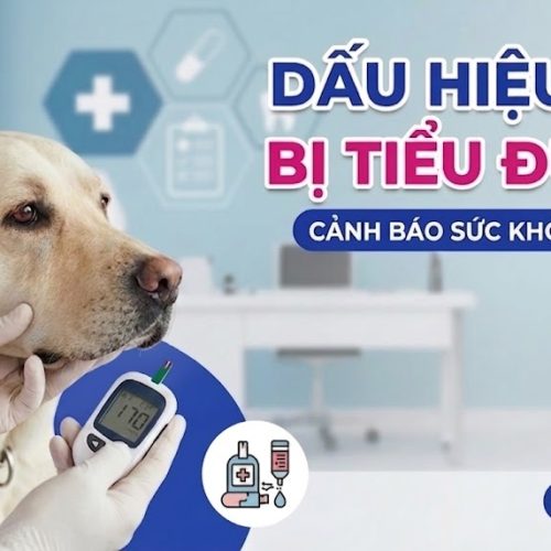 Dấu hiệu chó bị tiểu đường