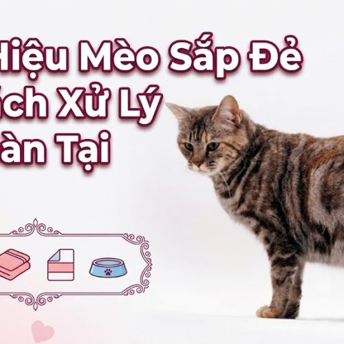 Dấu hiệu mèo sắp đẻ