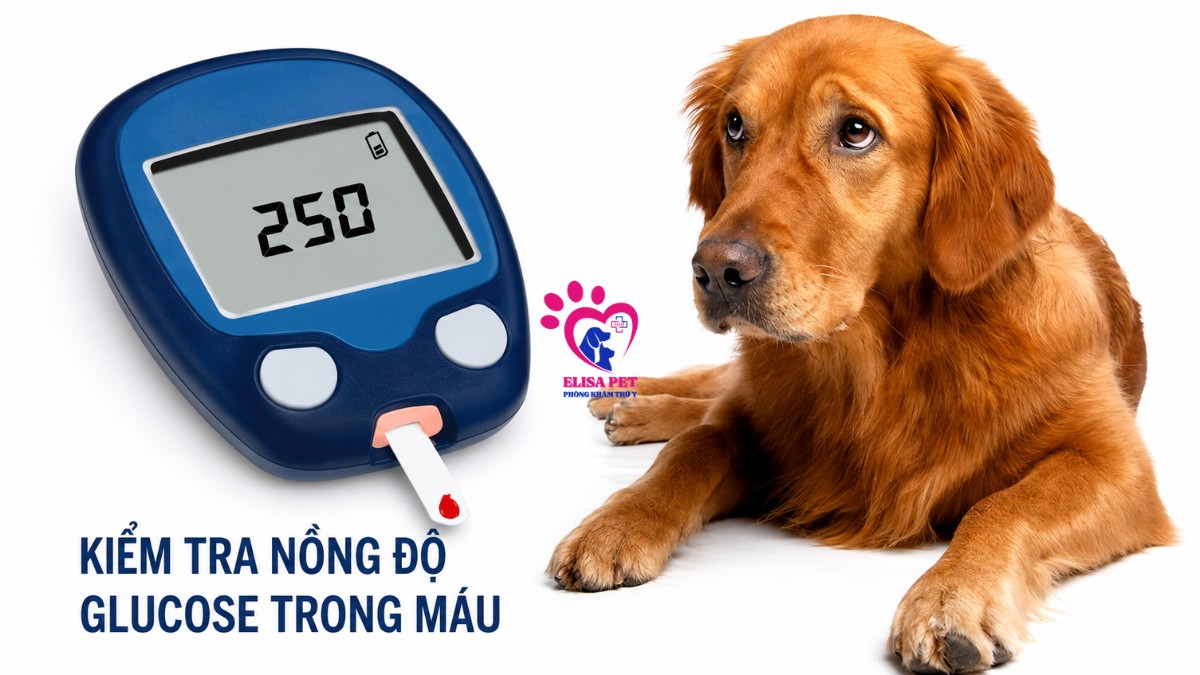 Khám định kỳ cho chó để phát hiện sớm bệnh tiểu đường
