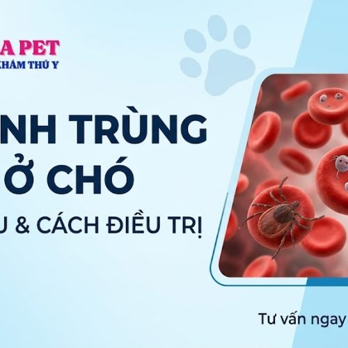 Ký Sinh Trùng Máu Ở Chó