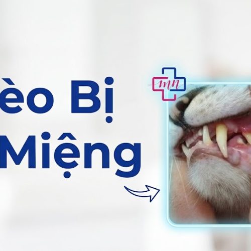 Mèo Bị Lở Miệng: Nguyên Nhân, Dấu Hiệu Và Cách Điều Trị