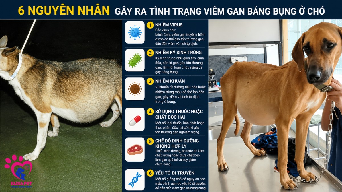 6 nguyên nhân chính gây ra viêm gan báng bụng ở chó