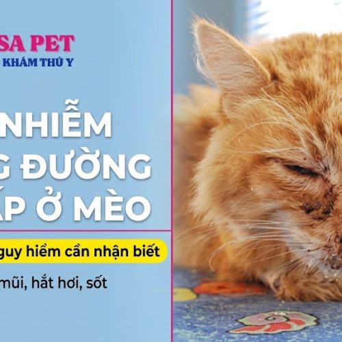 Nhiễm trùng đường hô hấp ở mèo