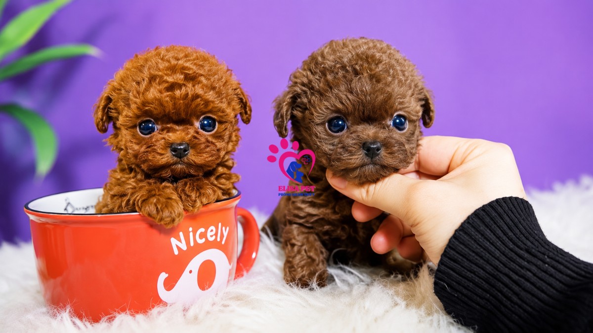 Hình ảnh chó Teacup Poodle