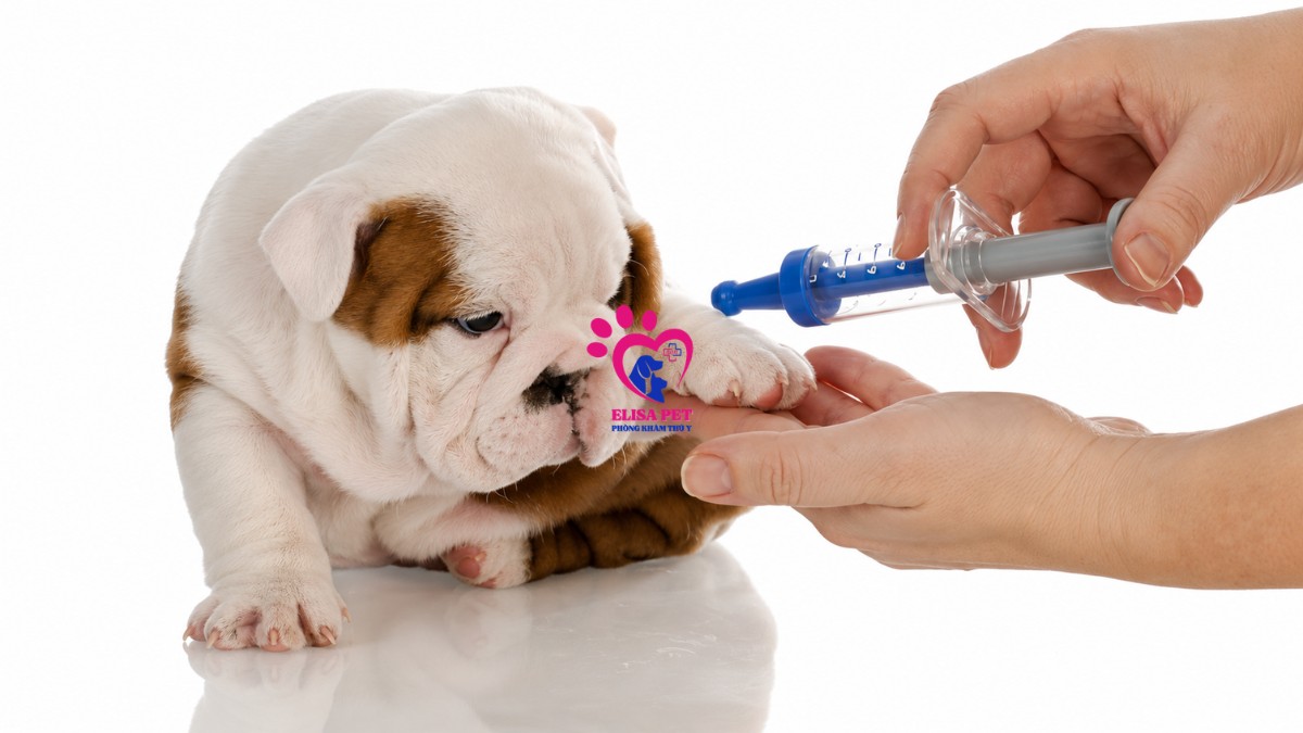 Tiêm vaccine cho chó định kỳ để tránh viêm gan truyền nhiễm