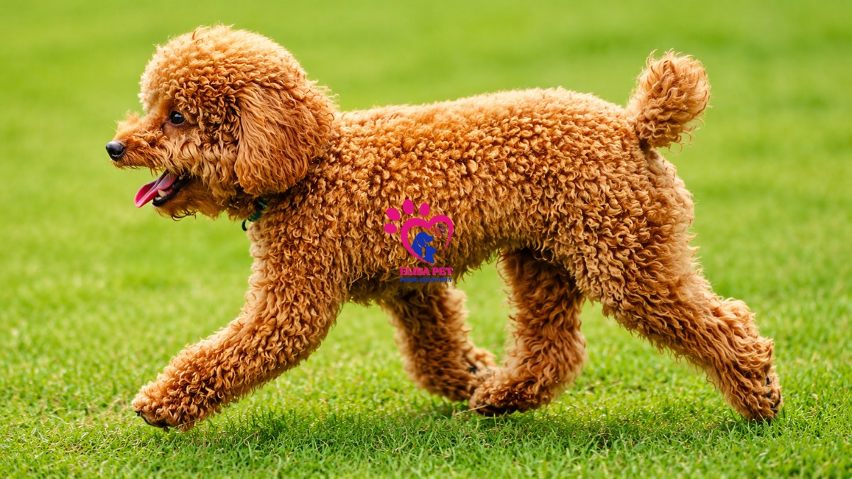 Hình ảnh chó Toy Poodle