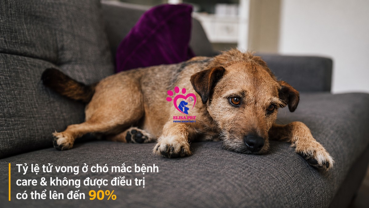 Tỷ lệ tử vong ở chó mắc bệnh care lên tới 90%