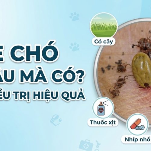 Ve chó từ đâu mà có? Cách điều trị hiệu quả