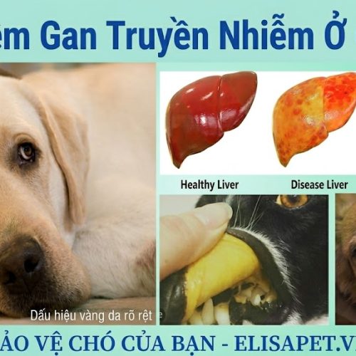 Viêm gan truyền nhiễm ở chó