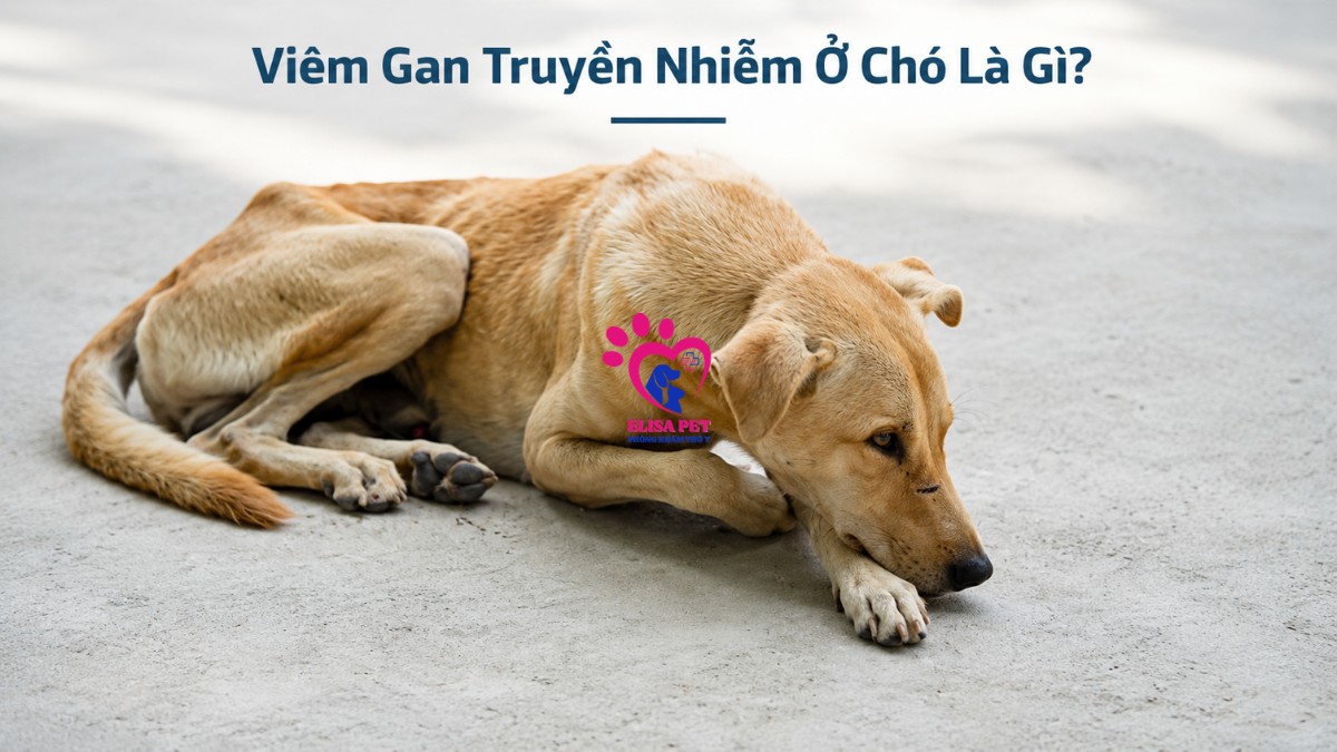 Viêm gan truyền nhiễm ở chó là gì?