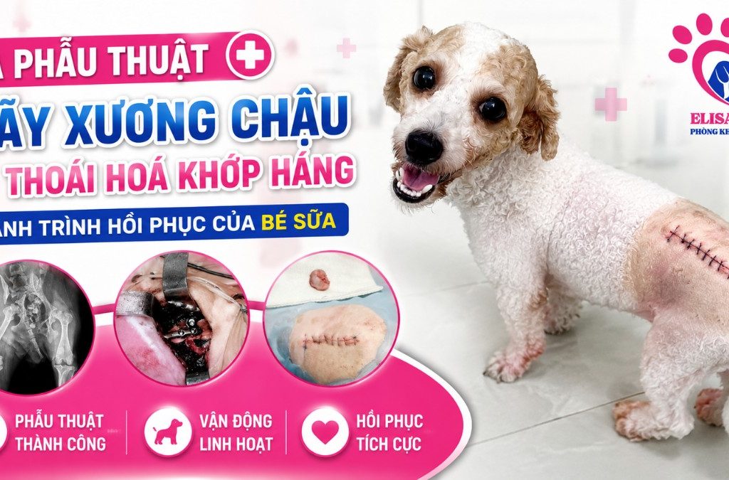 Phẫu thuật gãy xương chậu cho chó bị tai nạn giao thông