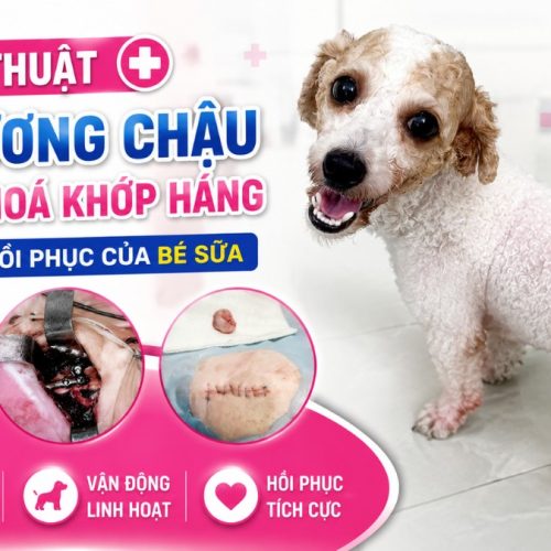 Phẫu thuật gãy xương chậu cho chó bị tai nạn giao thông